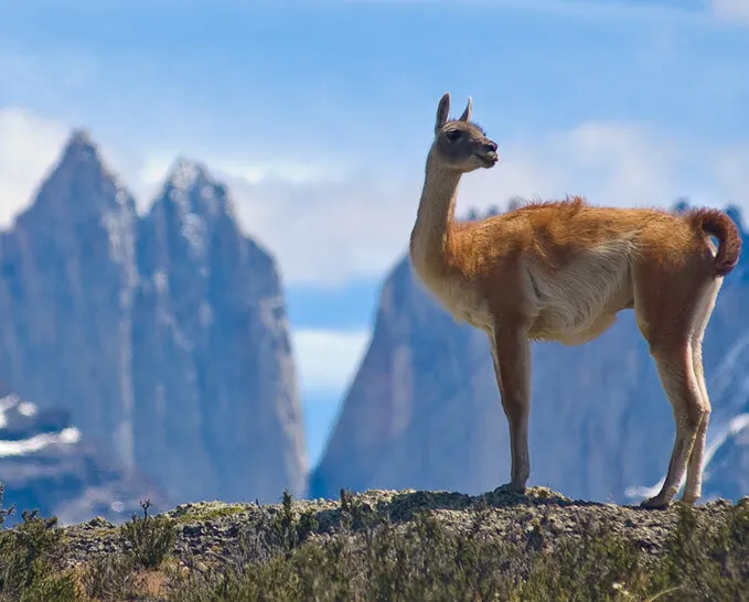 Patagonian wildlife with guanacos grazing